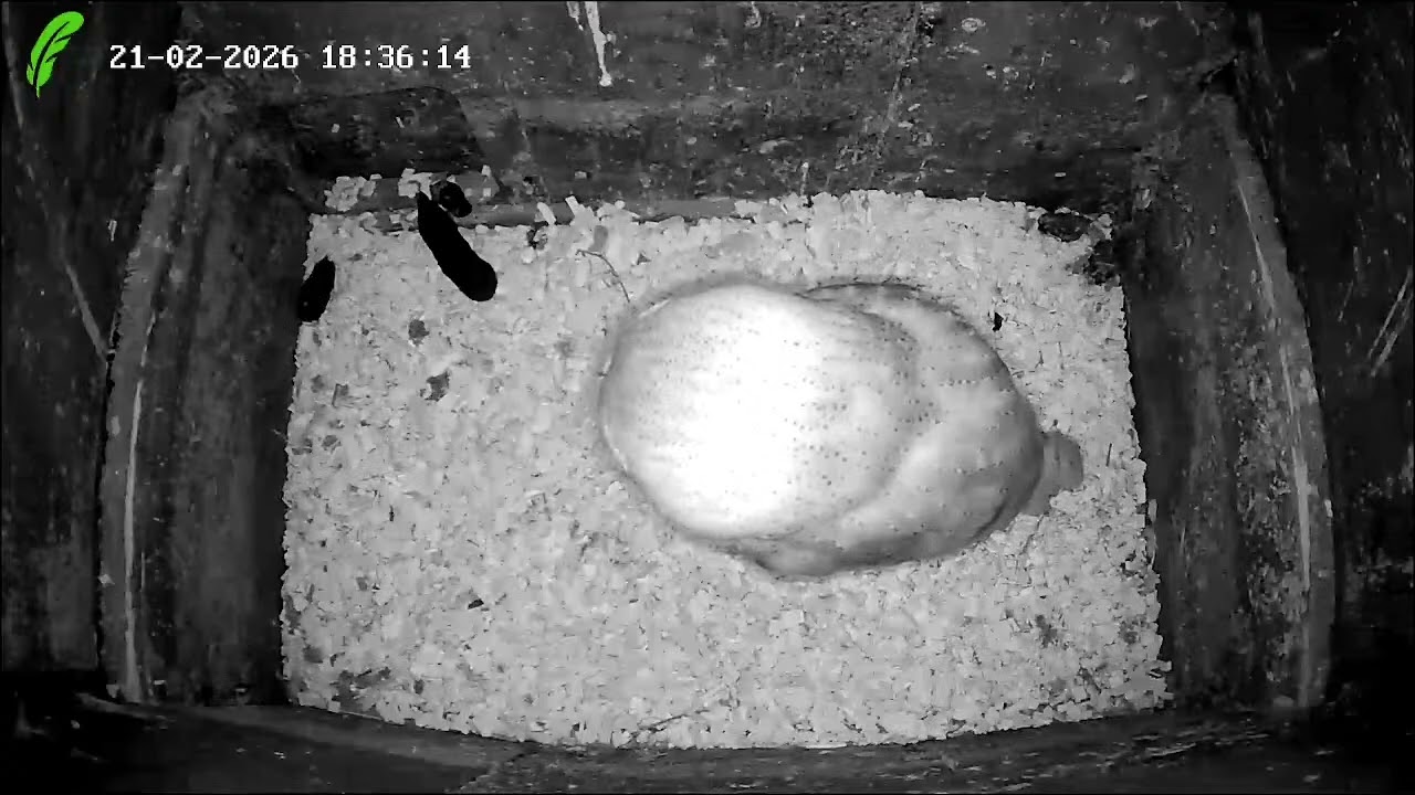 Barn Owl Nest Box - Live Stream Overnight 21th Feb