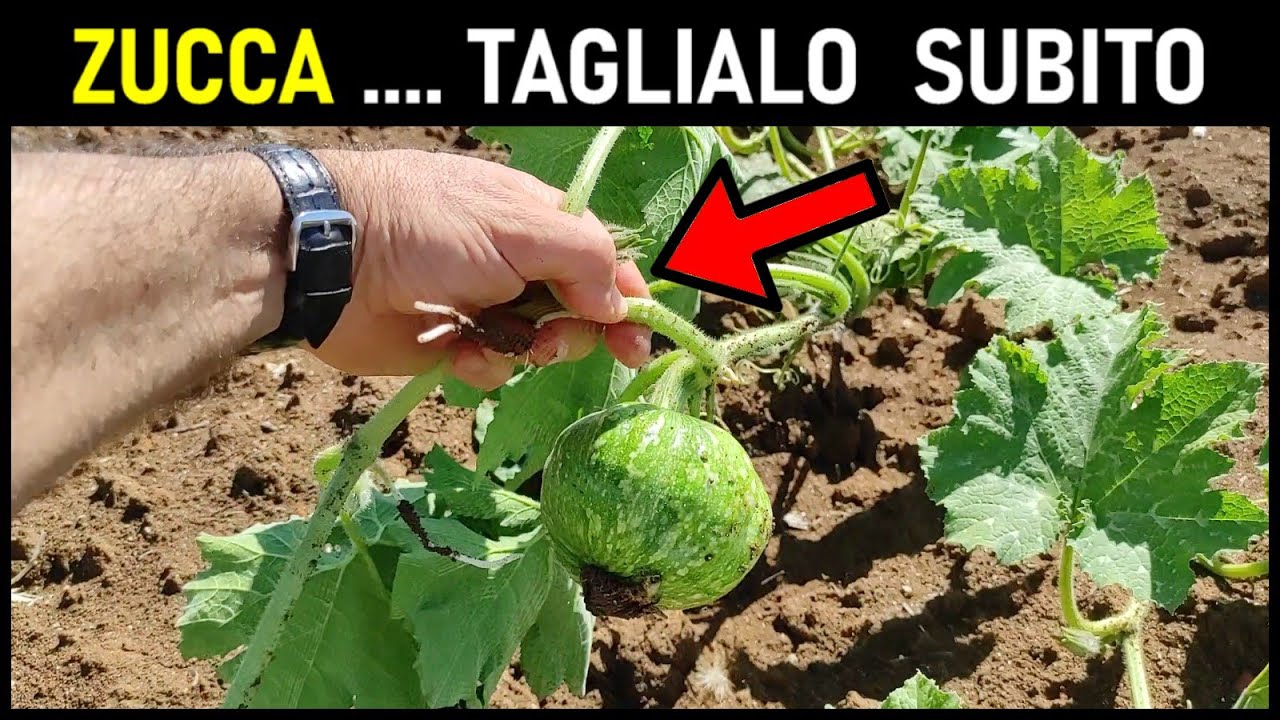 CIMATURA DELLA ZUCCA, come e perch&eacute; si fa ... trucco del contadino