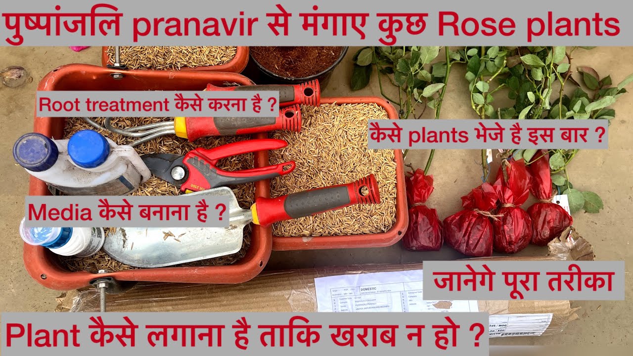 🌹पुष्पांजली Pranavir से मंगाए आज कुछ Rose plants | kiase प्लांट मिले इस बार | इन्हें कैसे लगाना है?|