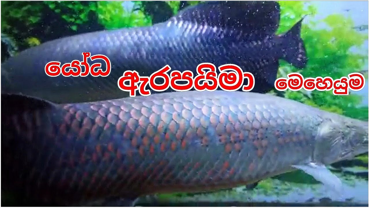ඇරපයිමා දෙන්නෙක්ම😱😱😍 | Huge Arapaima Fish | Monster Fish | New Ishan Aquarium