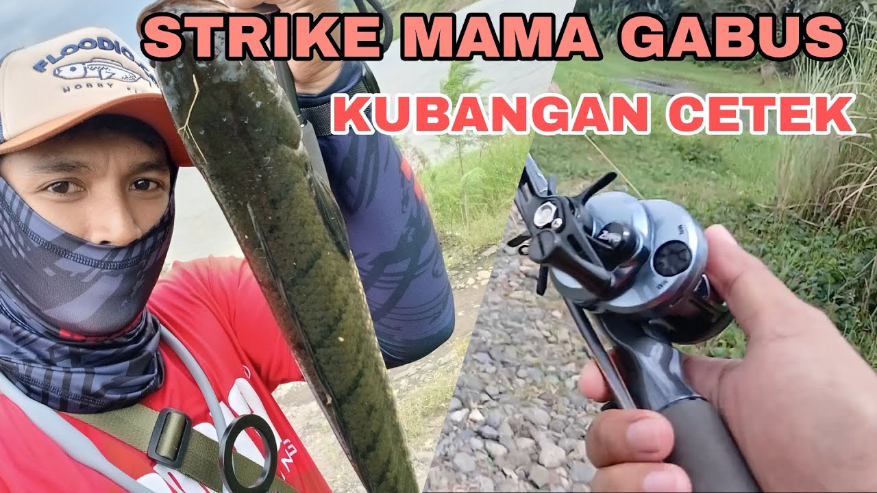 STRIKE MAMA GABUS PENGHUNI KUBANGAN CETEK | EPISODE 1