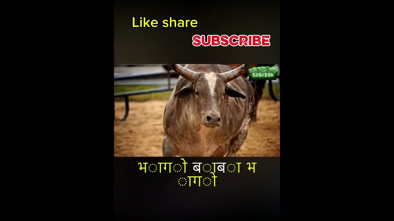 Bull vs man kaun jitega comment karo