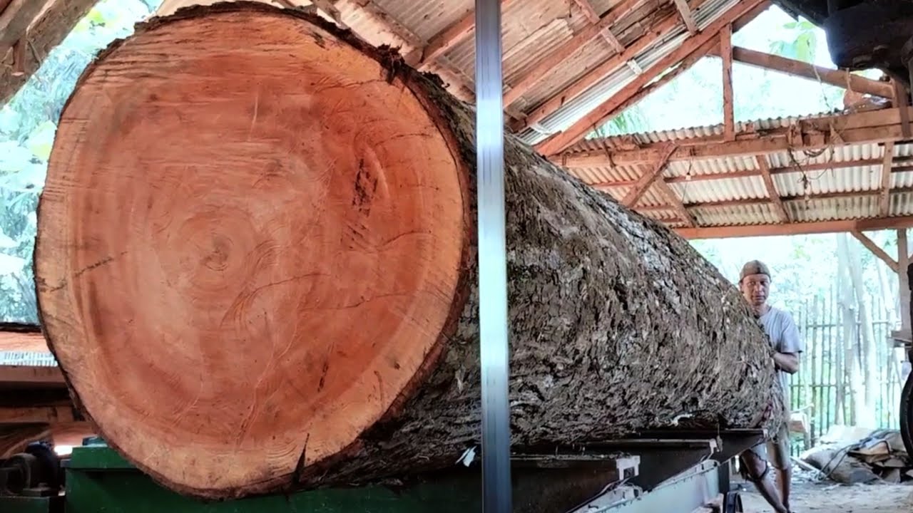 The largest and most dangerous mahogany cutting in a sawmill 