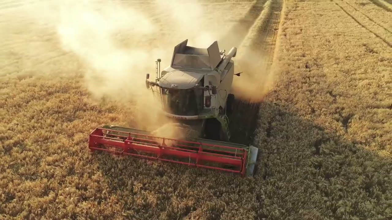 Vidéo drone moissonneuse claas - moisson 2023