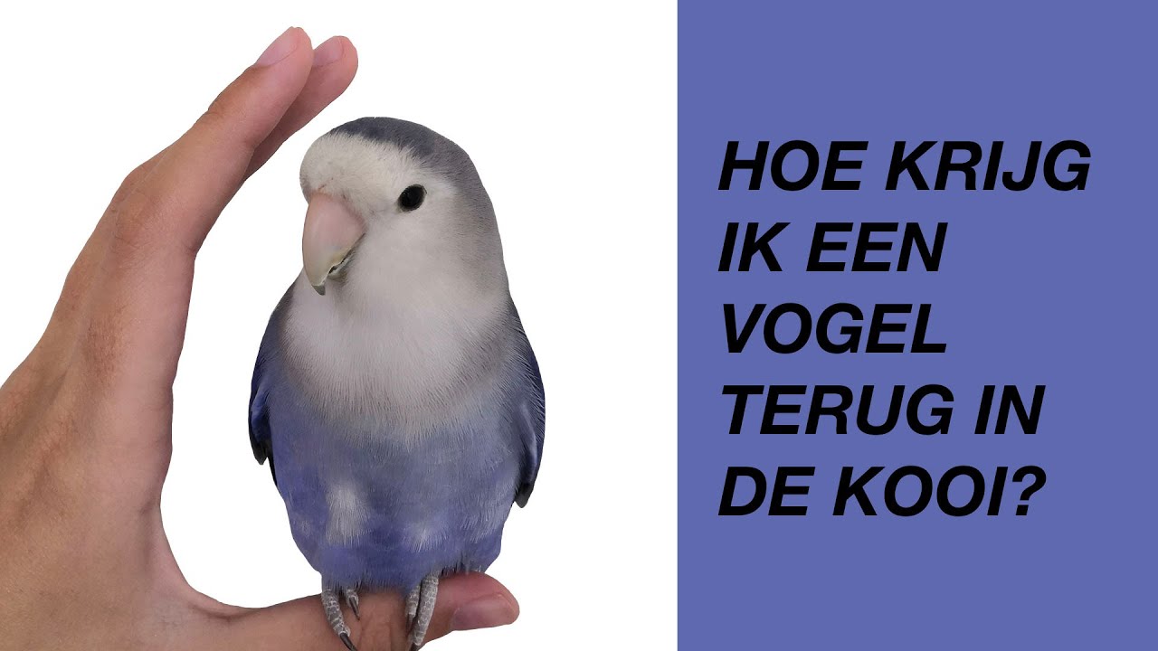 Een Vogel Terug In De Kooi Krijgen: 5 Manieren