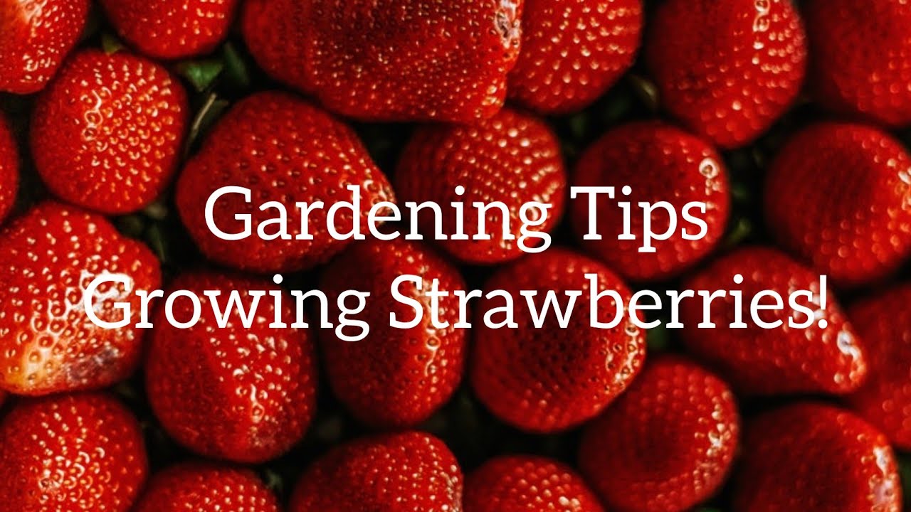 Catfacing and Strawberries