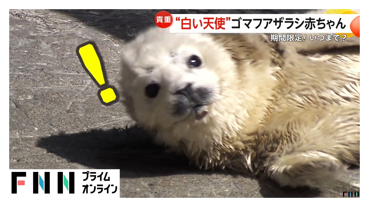 「かわいい」「毛がふわふわ」ゴマフアザラシの赤ちゃん誕生　“白い天使”は期間限定…生後2週間でゴマ模様に　大分市（2026年03月11日）