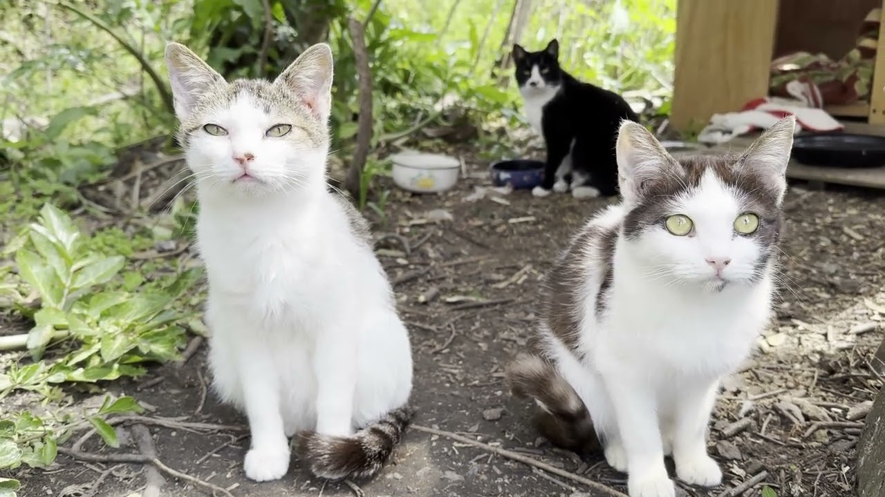 黒鵜島の西にいた猫さんたち06