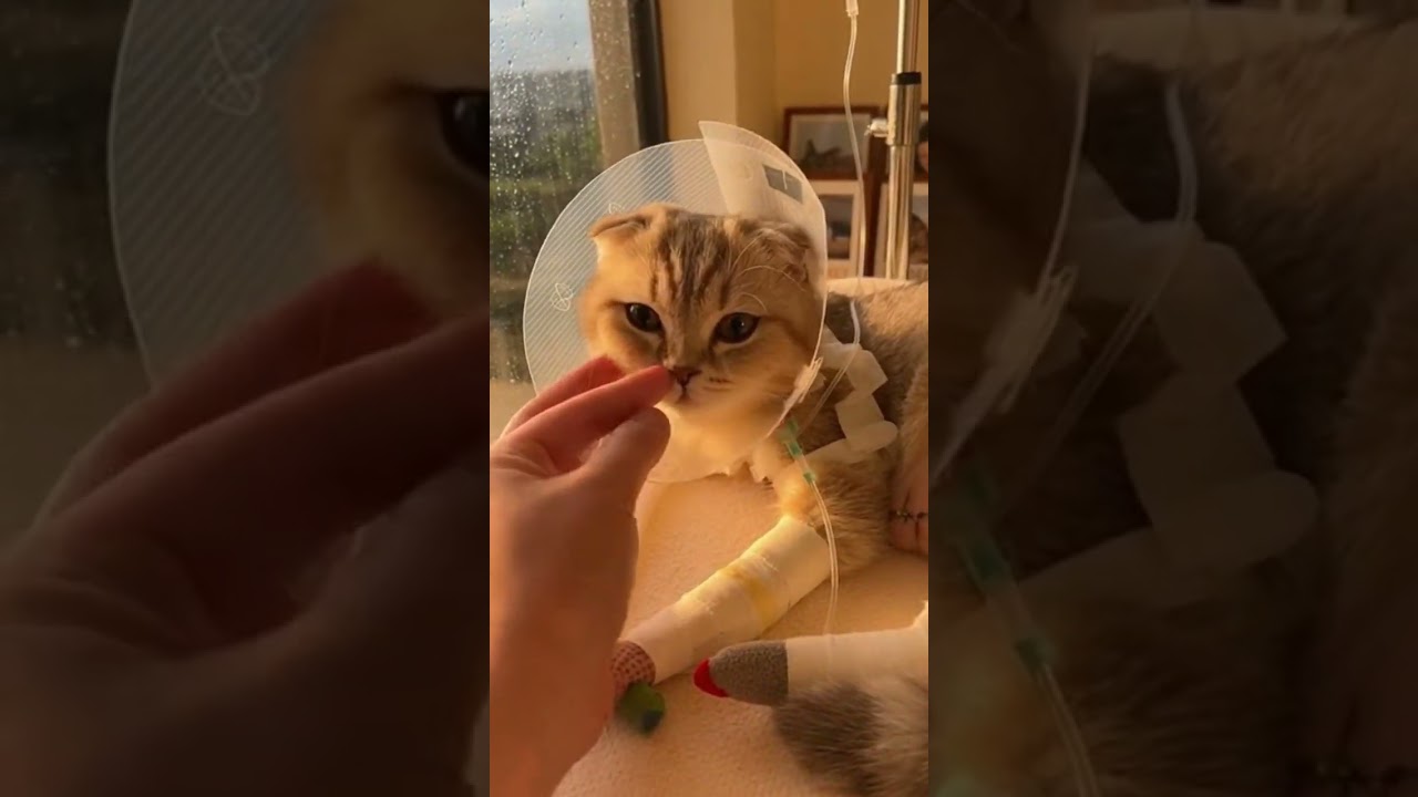 #ScottishFold