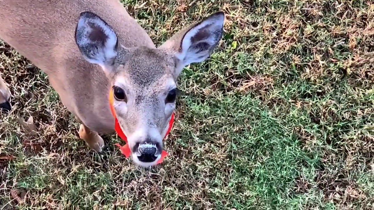 Lucy & The Deer!!    Oct 23