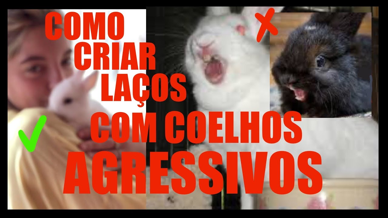 O QUE FAZER QUANDO UM COELHO É AGRESSIVO-COMO CRIAR LAÇOS COM OS COELHOS
