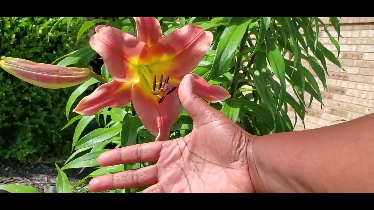 How big are my lilies? 