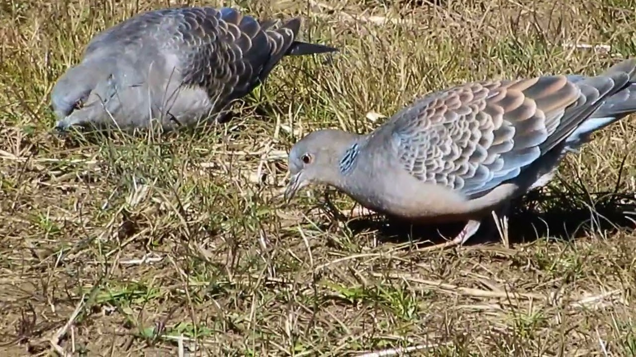 キジバト/Streptopelia orientalis 20_260123_北野調整池