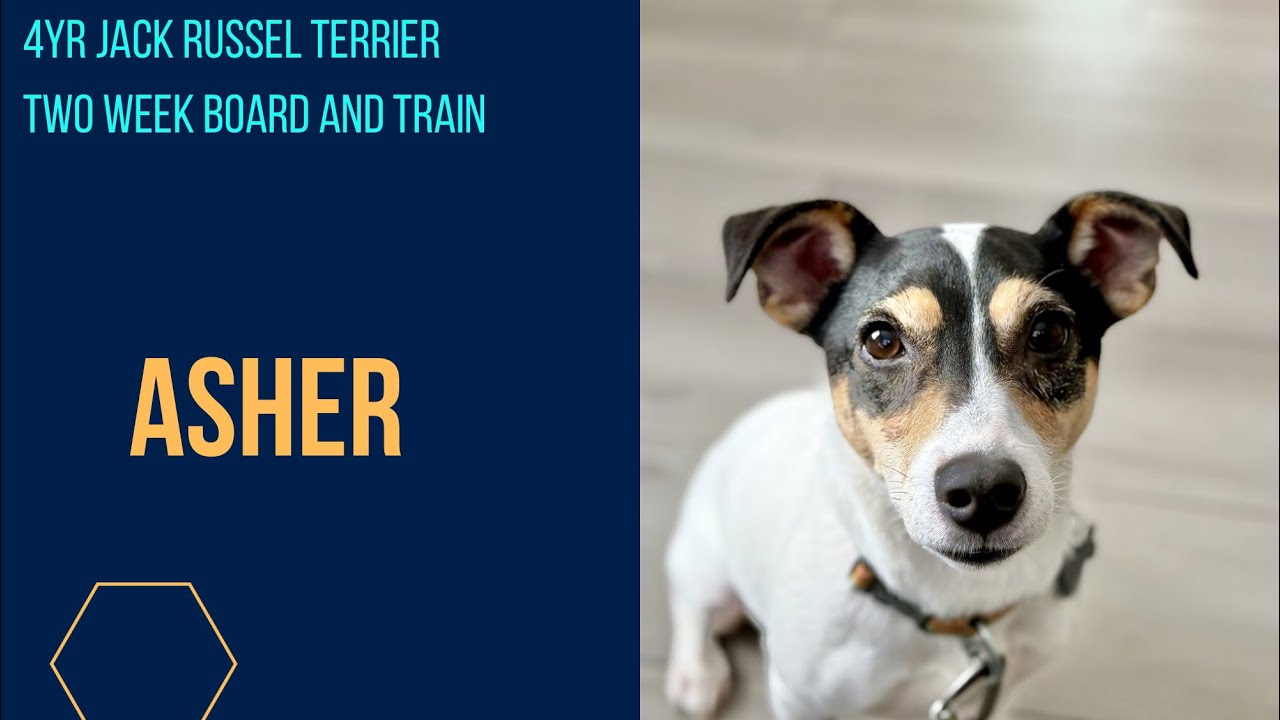 4yr Jack Russel Terrier | Off Leash K9 Training | Columbia SC