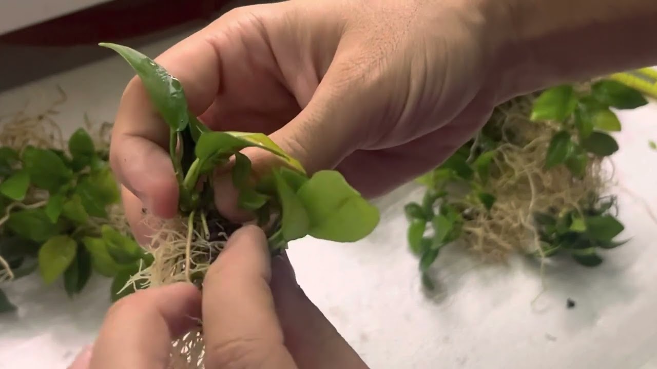 Anubias nana nasıl üretilir?
