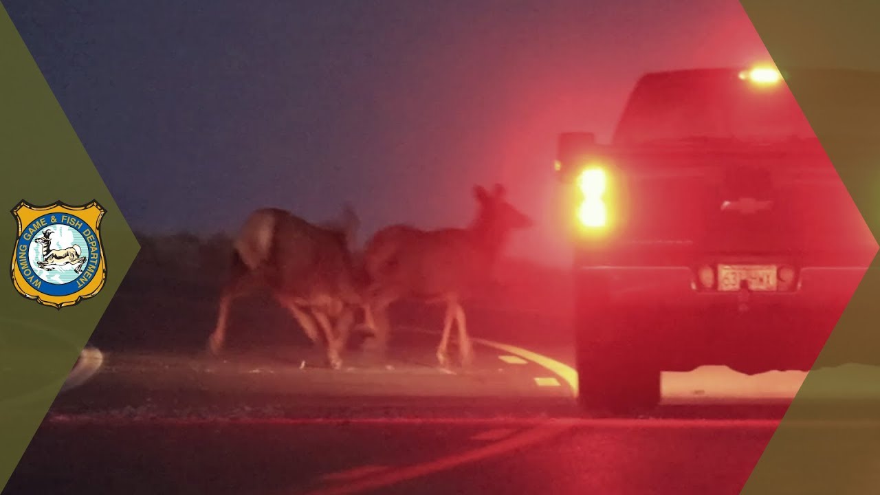 Wildlife On Highways