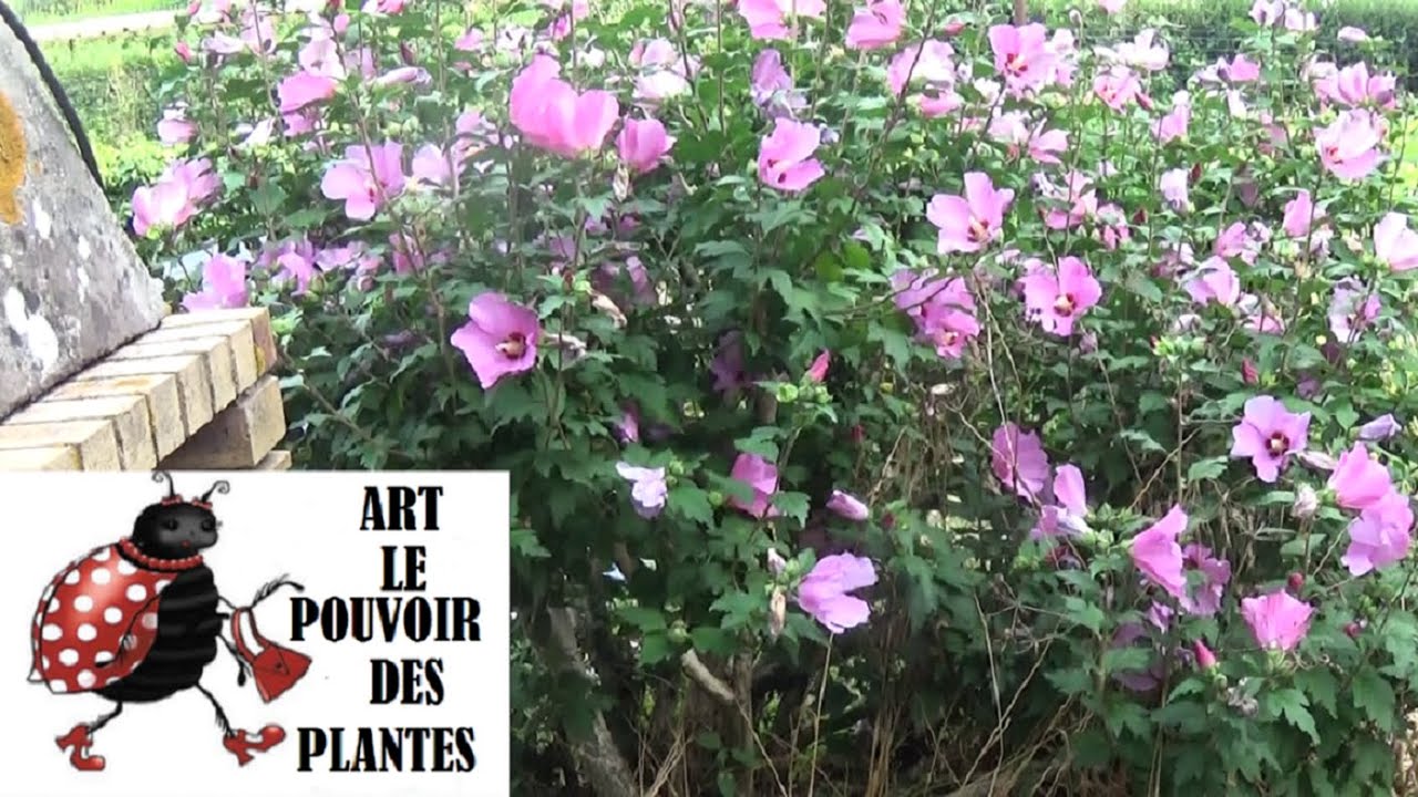 Jardinage: l'althéa ou Hibiscus syriacus: taile et entretien: pante vivace