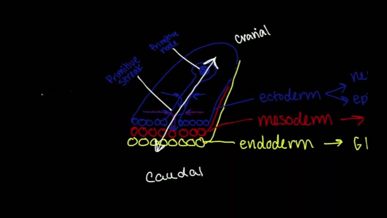 Embryology: Week 3--Trilaminar Germ Disc