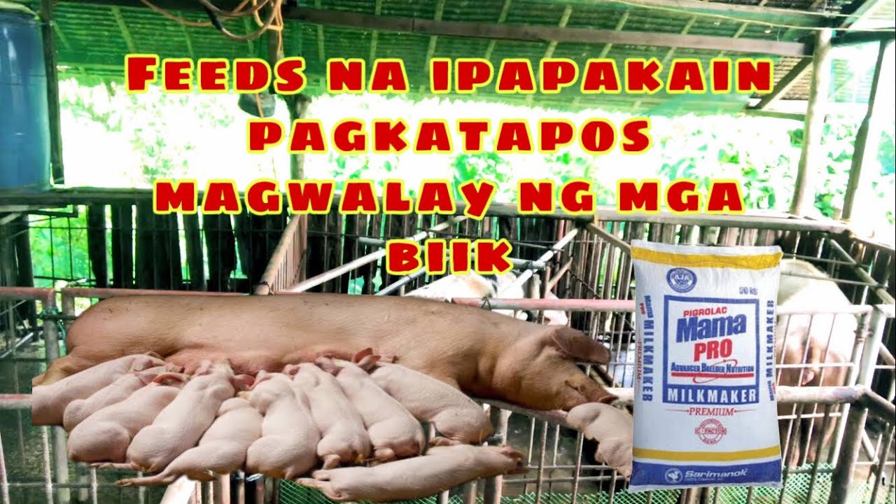 Anong feeds ang ipapakain sa inahing baboy pagkatapos mag walay ng mga biik | Ryan Patenio