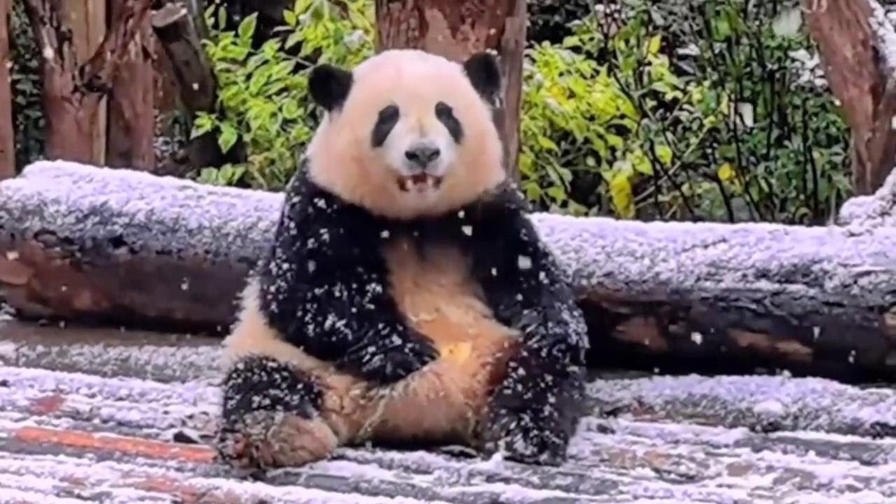 1.24 难得一见的雪中花~好美,  好可爱