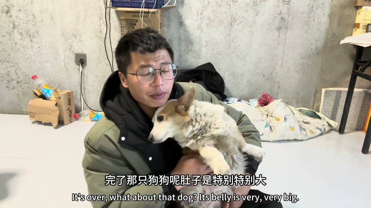 狗狗突然就没有了，把二毛都整得猝不及防