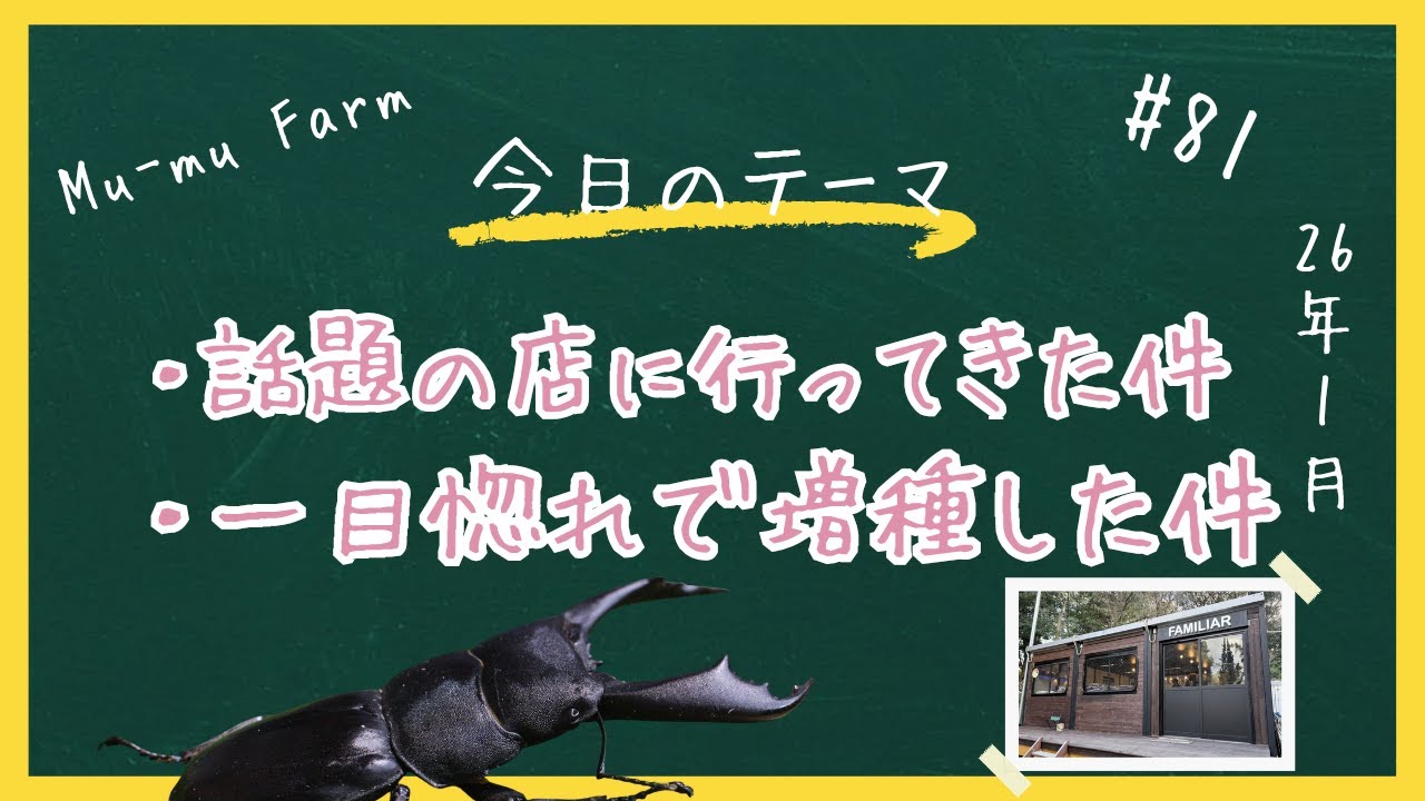 #81【フィリピンヒラタ】FAMILARスタジアムに行ってきましたのご報告と一目惚れして増種しちゃったクワガタの産卵セットまで作っちゃいます！