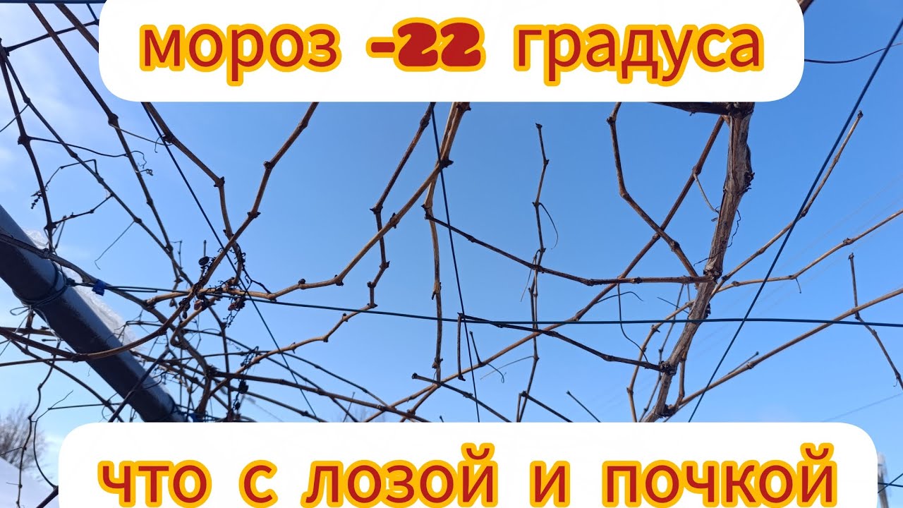 Виноград. Мороз -22, что с лозой и почкой.