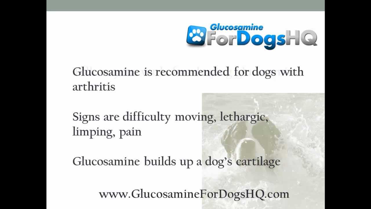 Correct Glucosamine Dosage for Dogs