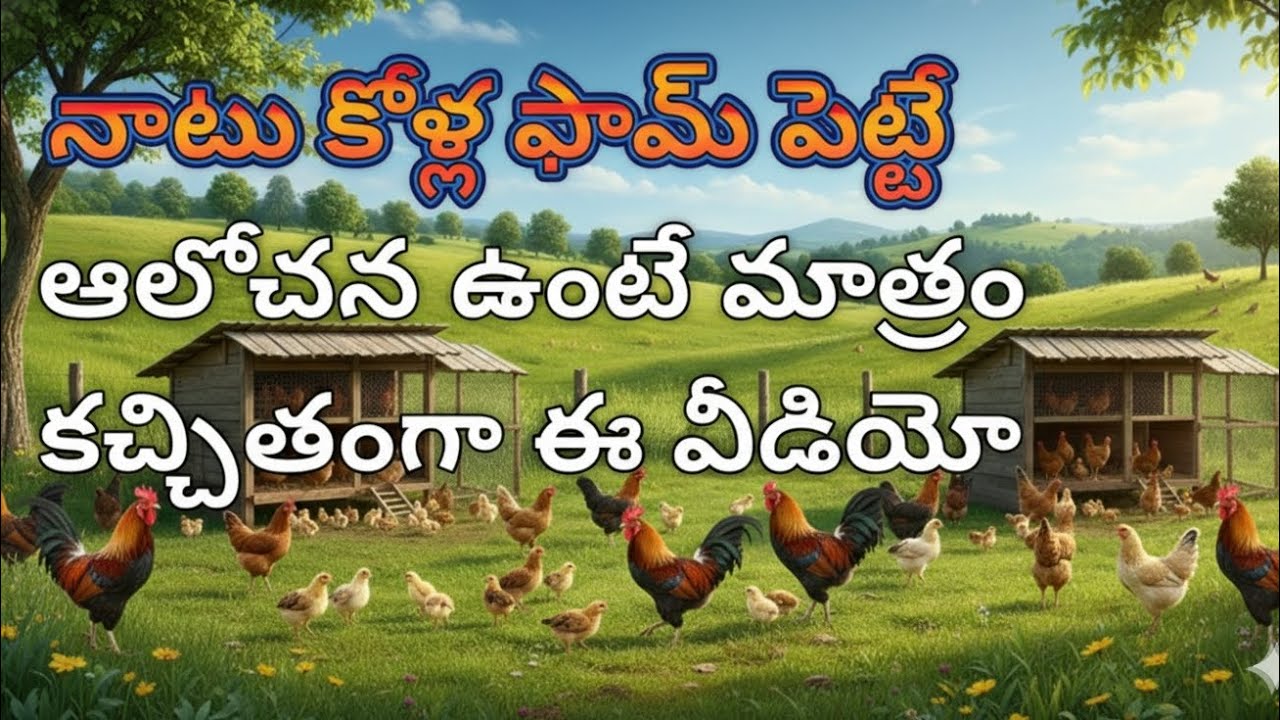 నాటు కోళ్ల ఫామ్ పెట్టే ఆలోచన ఉందా అయితే ఈ వీడియో కచ్చితంగా చూడాల్సిందే??RKK POULTRY FARM/&