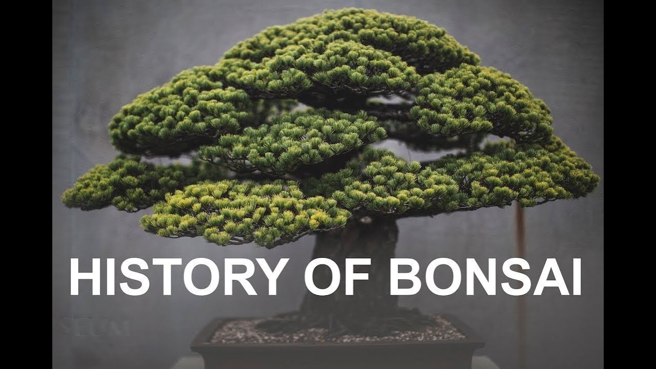 HISTORY OF BONSAI | When and Where was bonsai First created?