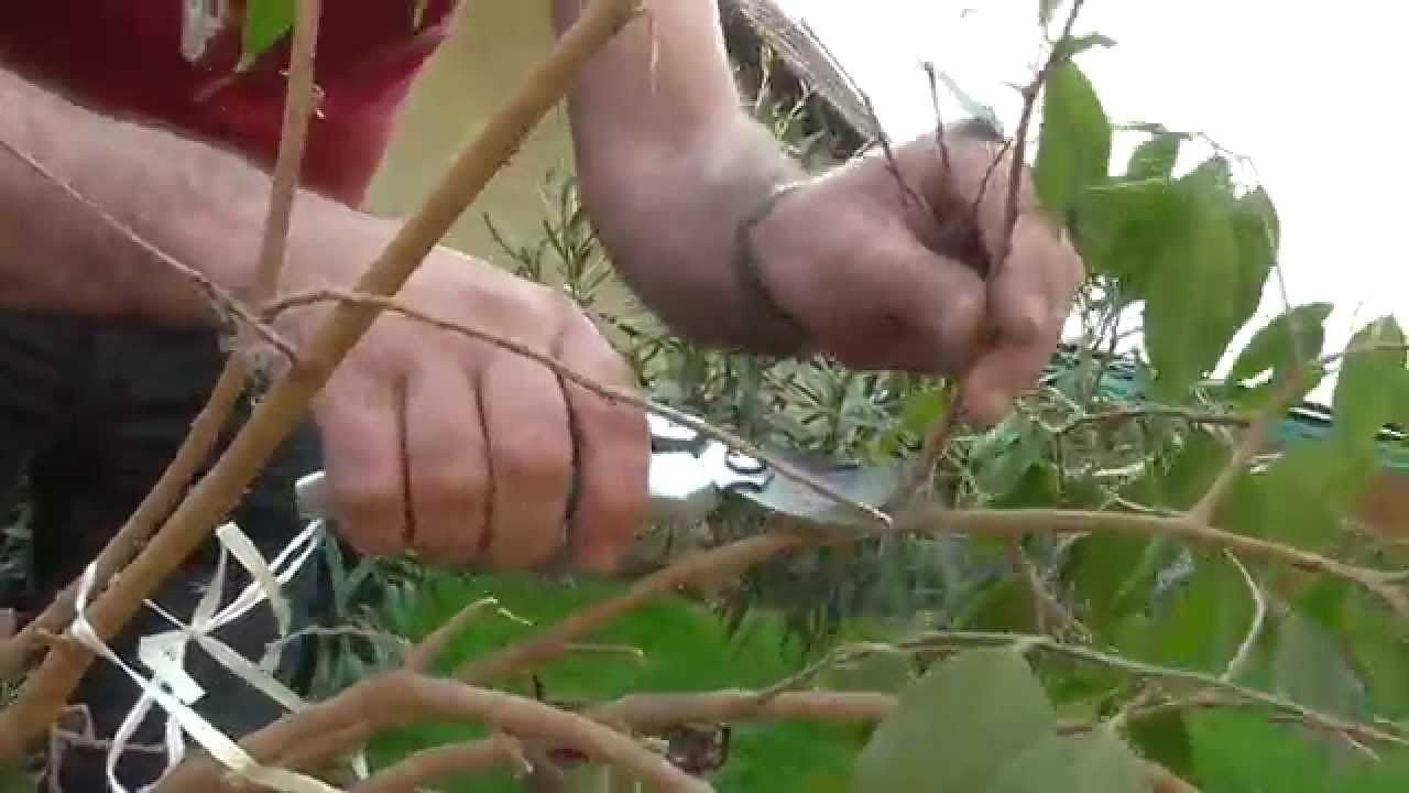 Kislevelű fikusz (Ficus benjamina) átültetése