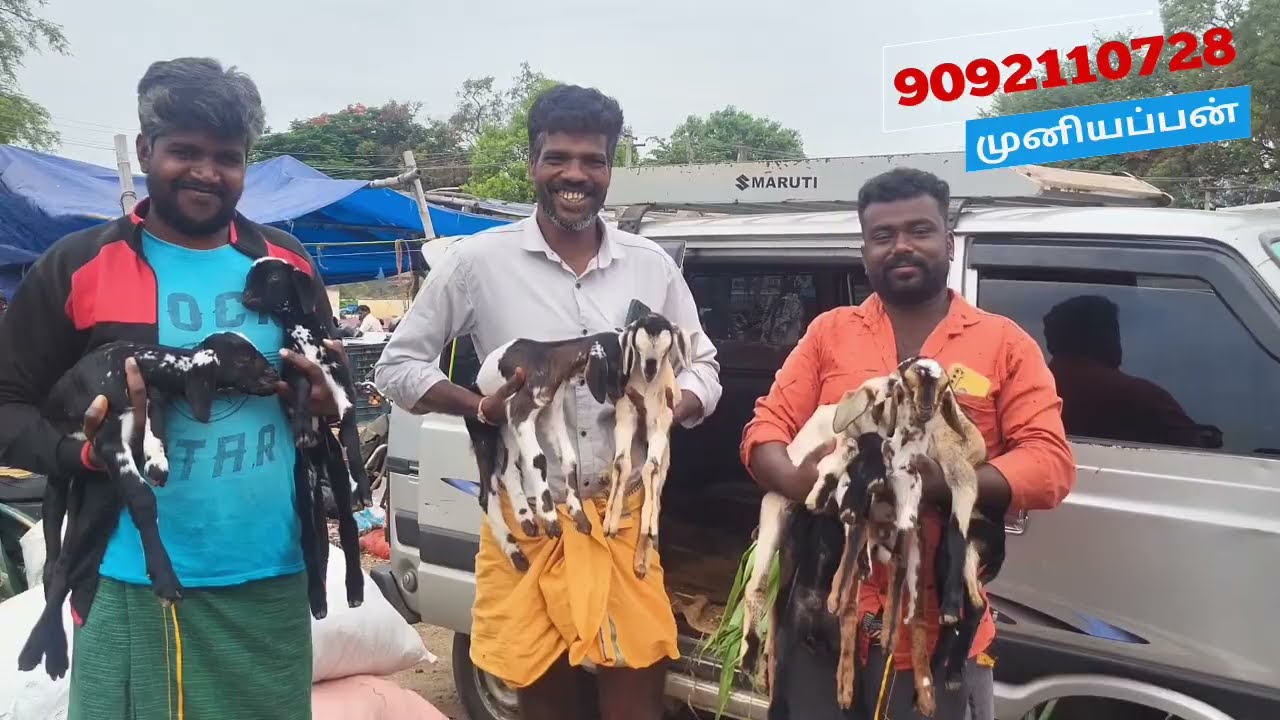சத்தியமங்கலத்தில் இருந்து குன்னத்தூர் சந்தைக்கு வந்து எட்டு குட்டிகள் வாங்கினார்கள் 