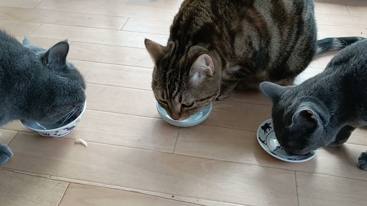 ３匹のおやつの食べかた！