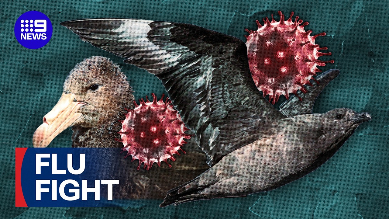 First Australian case of deadly bird flu officially confirmed | 9 News Australia