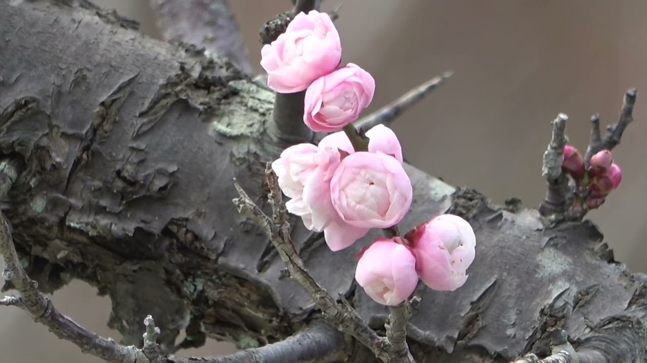 ワイエムエス　フレンドリー　鎮国寺の淡紅梅と熱海桜の開花（宗像市）　2026/02/01