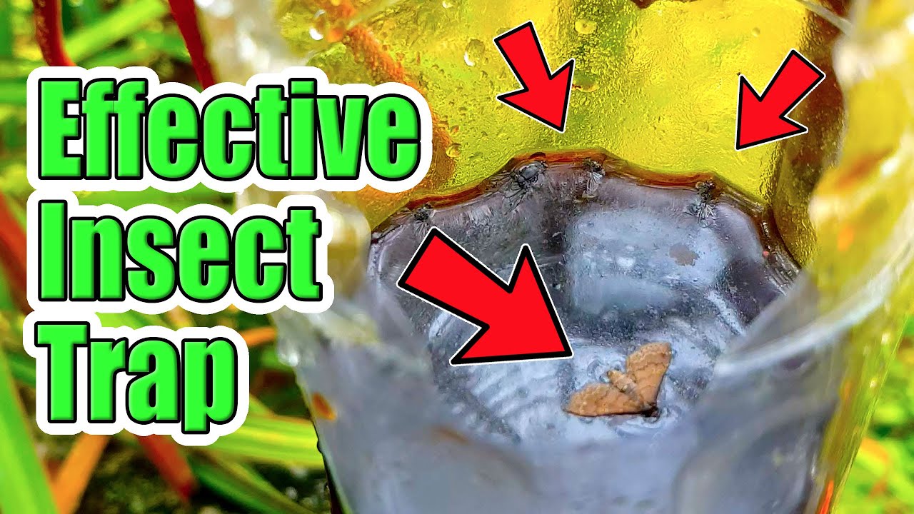 How to make simple INSECT TRAP for your garden