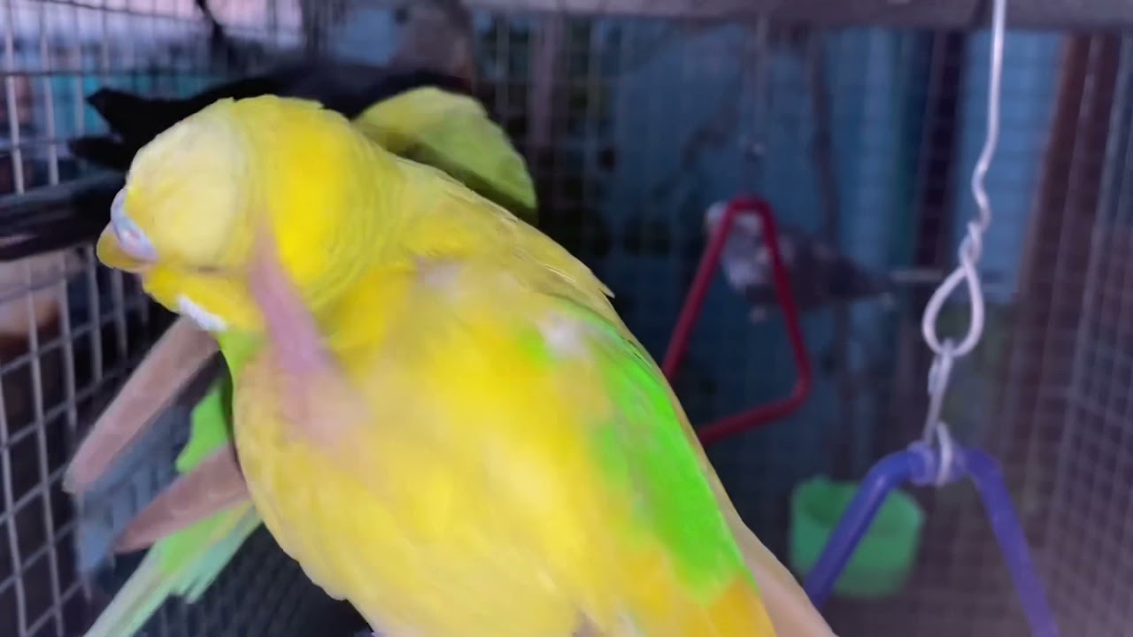 #swingingbudgie #playingbudgie #happy budgie #funnybudgie