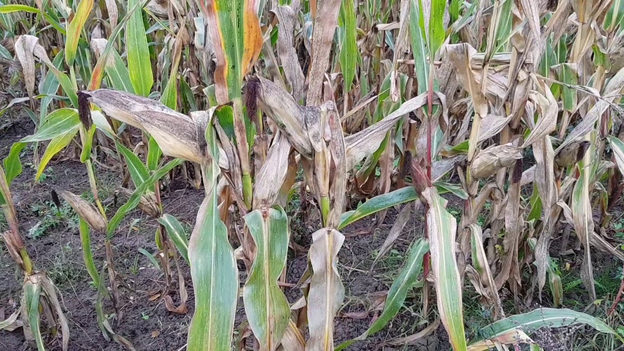 16ème jour sur le GR1 : mercredi 30 octobre 2019