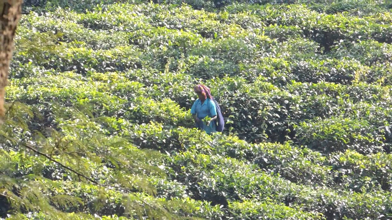 Tea Garden, Silchar