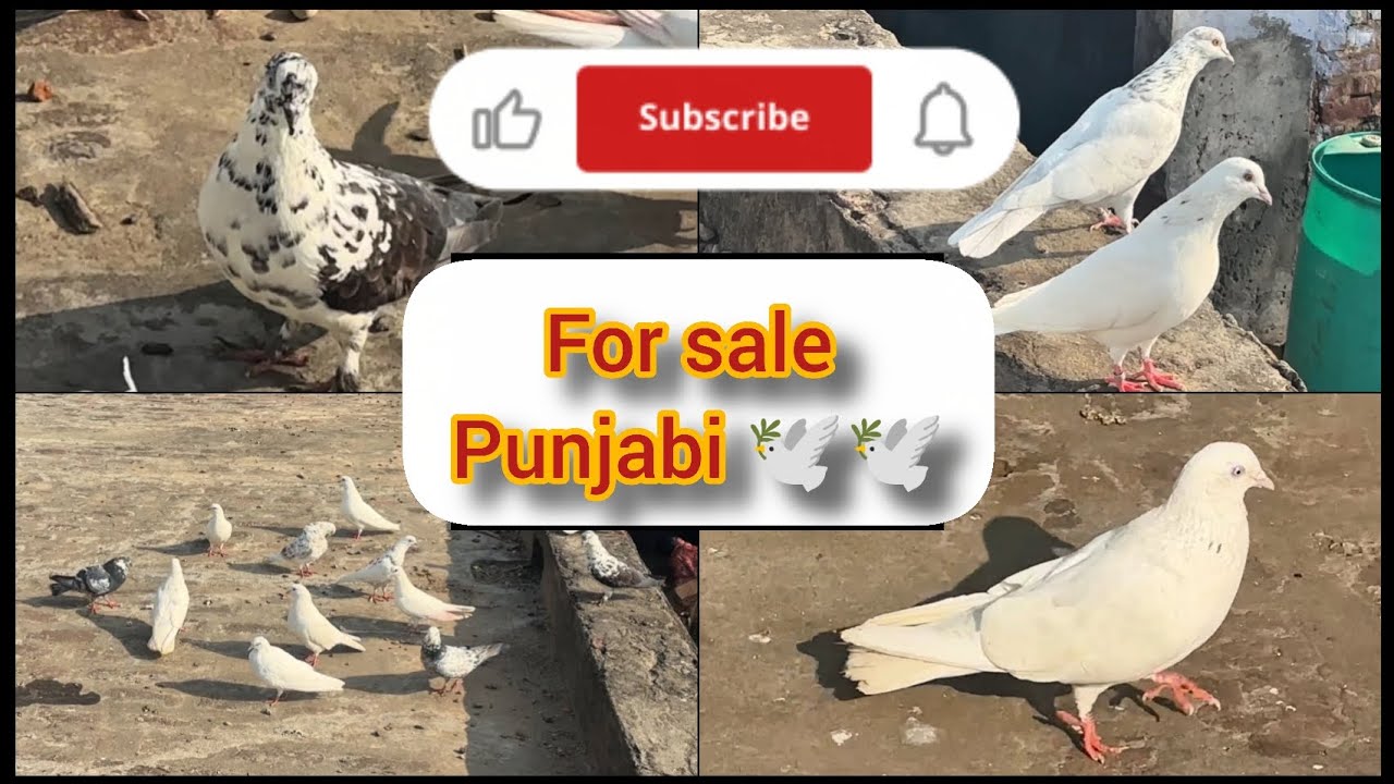 Punjabi kabutar sale 🕊️🕊️🕊️Mob-7464964865