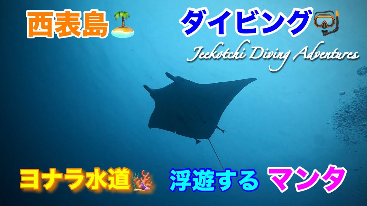 西表島🏝ダイビング🤿ヨナラ水道🪸浮遊するマンタ😆👍2025年11月