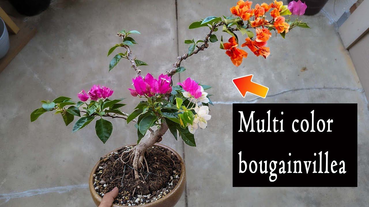 Making multicolor bougainvillea bonsai, grafting
