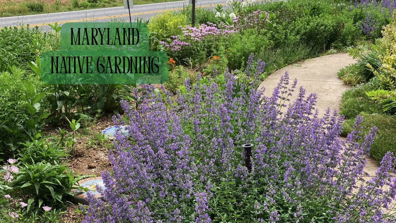 Native Gardening In Maryland