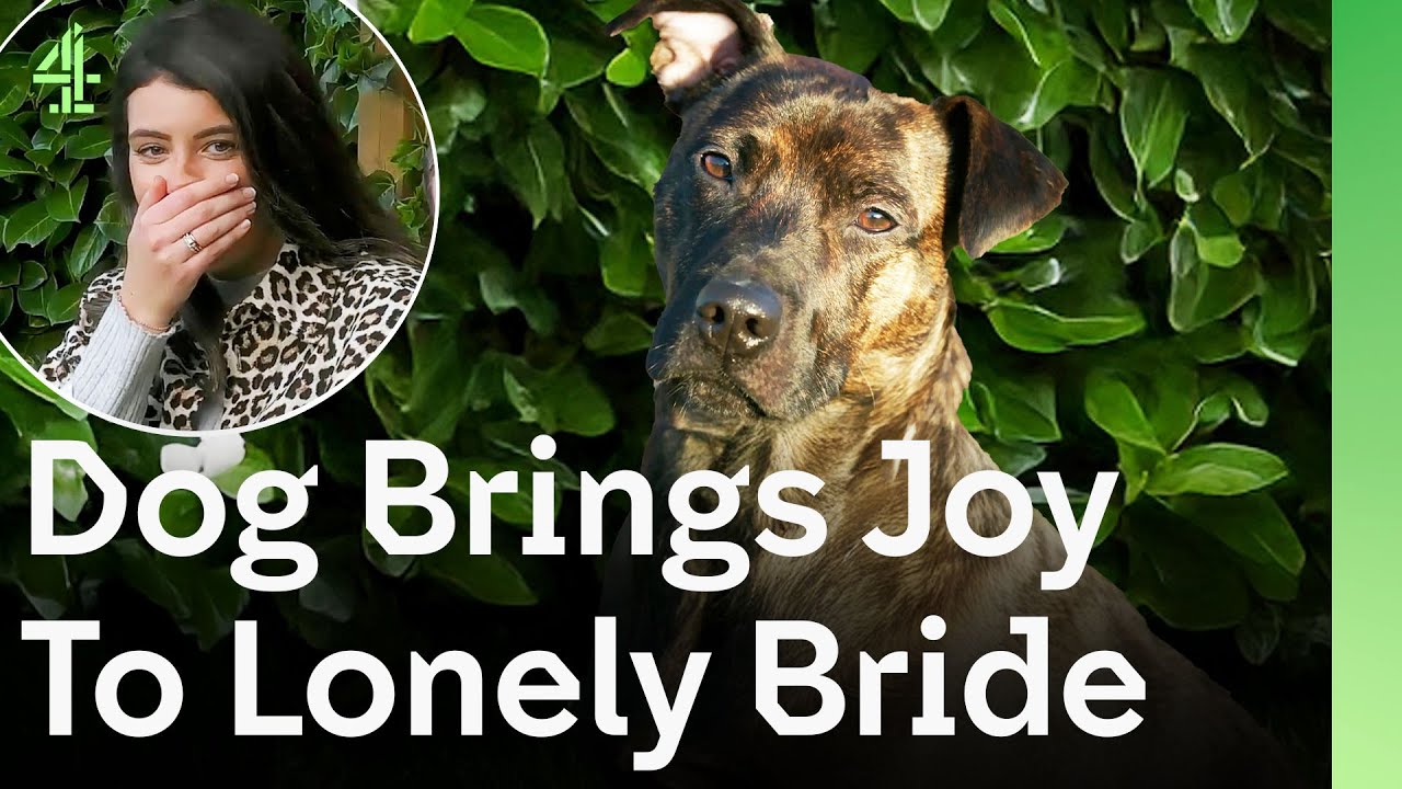 Rescue Dog Warms the Heart of a Lonely Bride after Leaving Family | The Dog House 🐶