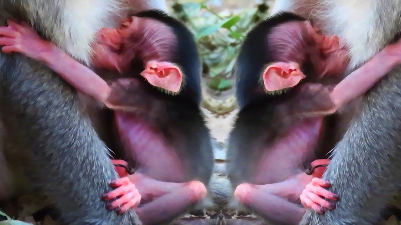 Lovely Newborn Baby Monkey Does Needs Much Milk, Adorable Wildlife 026