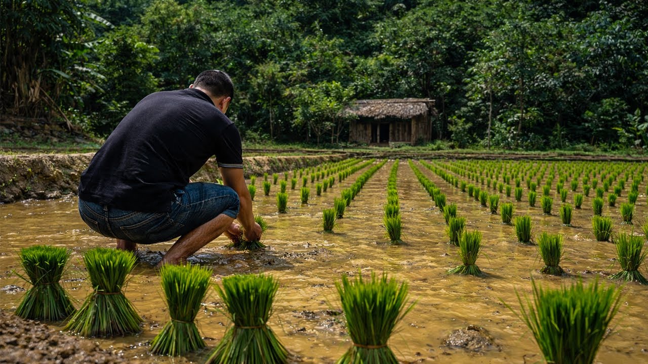 Primitive Rice Farming in the Forest | by @PrimitiveSkillsnet