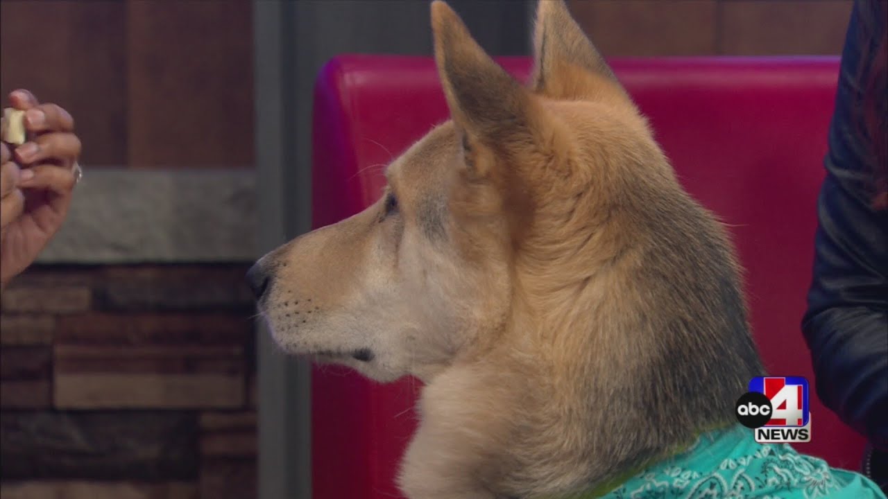 Pet of the Week: Meet Zealand