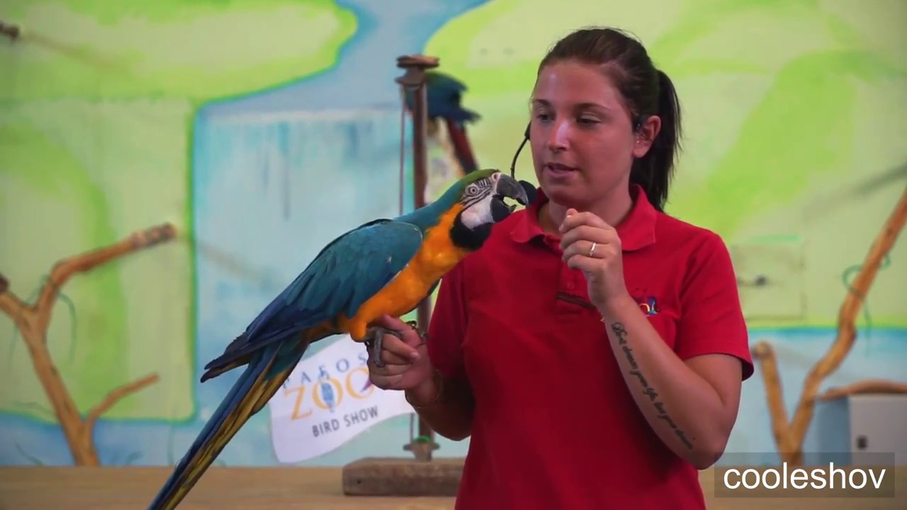 Pafos Zoo Parrot Show 2017