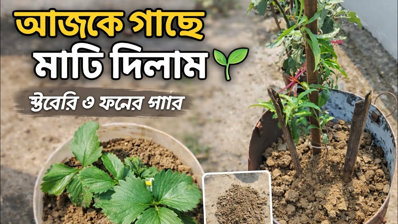 গাছের মাটি দেওয়া বা পরিবর্তন করা কেন জরুরি? #garden #video #মাটি 