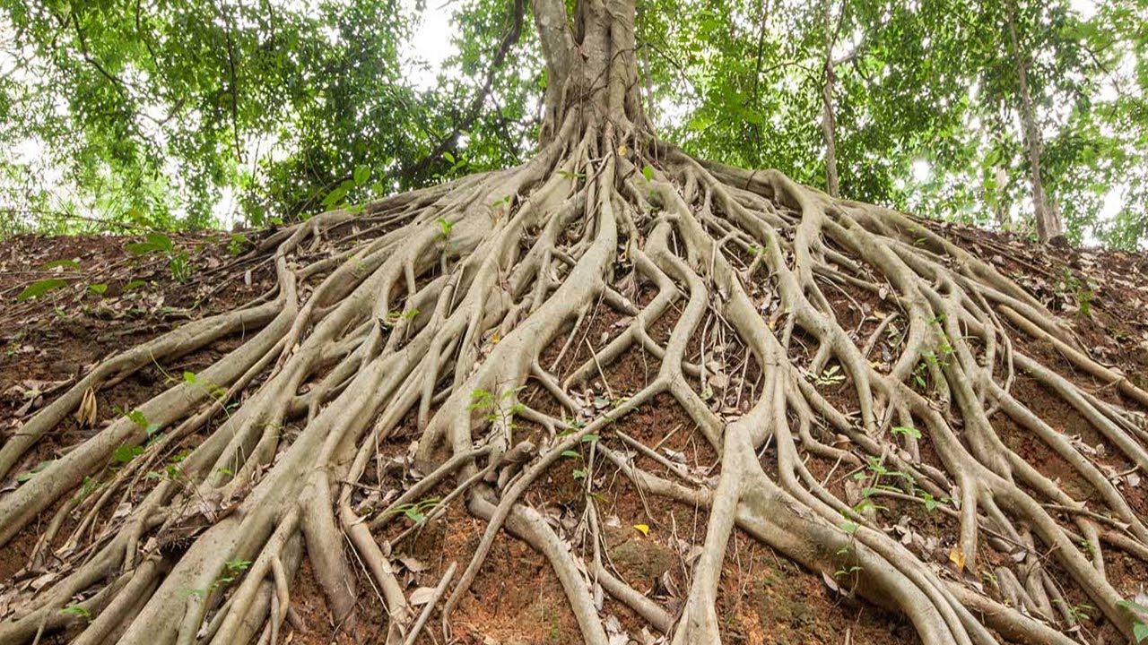 DÜNYANIN MERKEZİNE İNEN KÖKLERİMİZ - ROOTS # DIKIZ